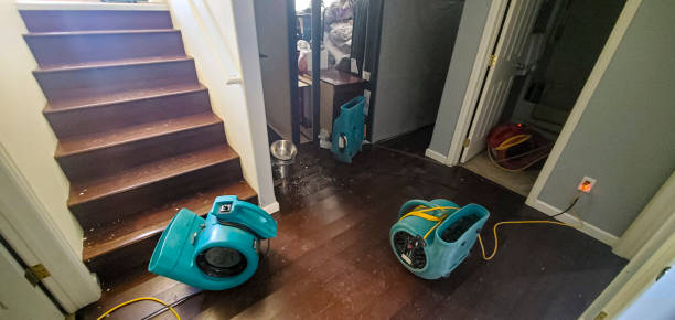 Best Water damage cleanup near me  in Independence, MN