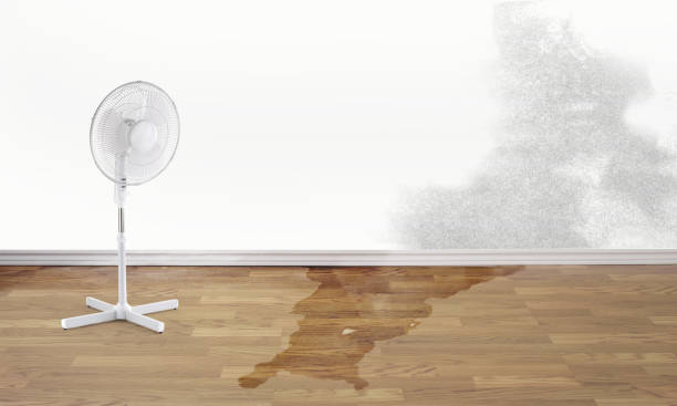 Best Mold removal after water damage  in Independence, MN