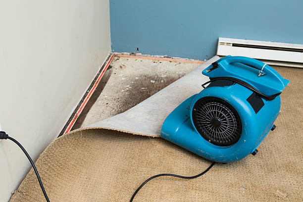 Best Flood damage cleanup  in Independence, MN